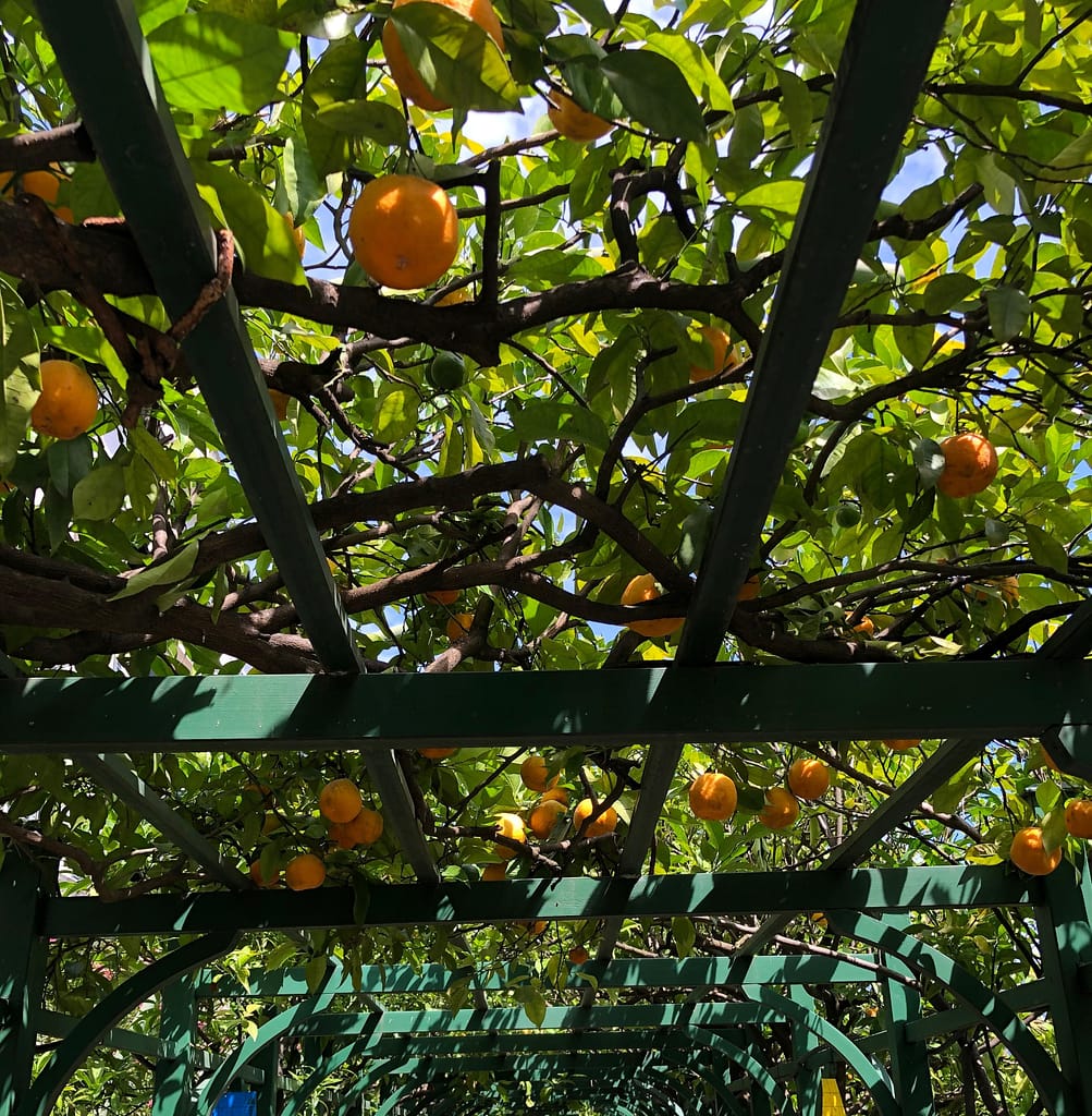 Ripe yellow lemons hanging from trees in the historic citrus tunnel at Villa Carlotta during a spring botanical tasting event
