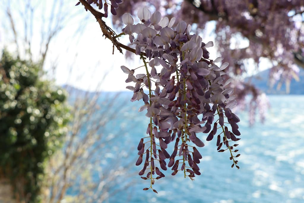 Lake Como Spring Events 2026 - Azaleas at Villa Carlotta