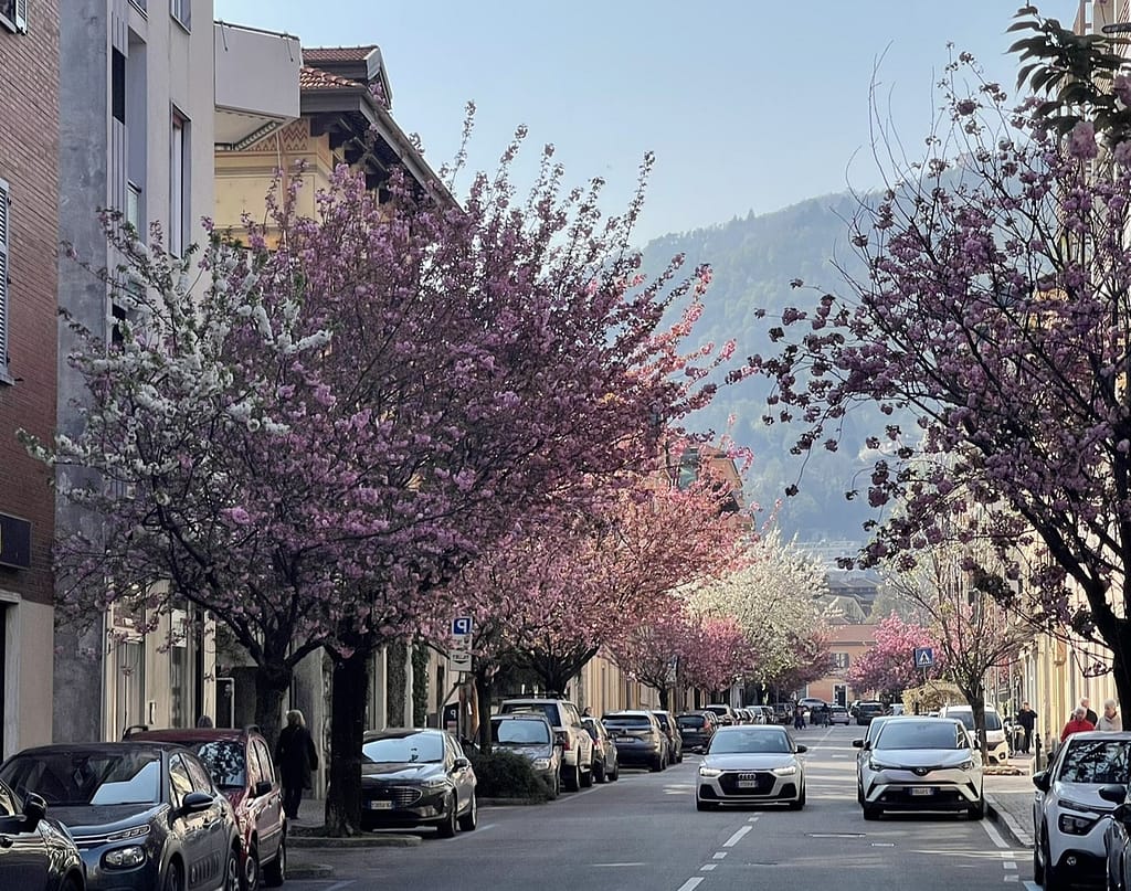 Spring blossoms in white and pink in Cernobbio with Lake Como views