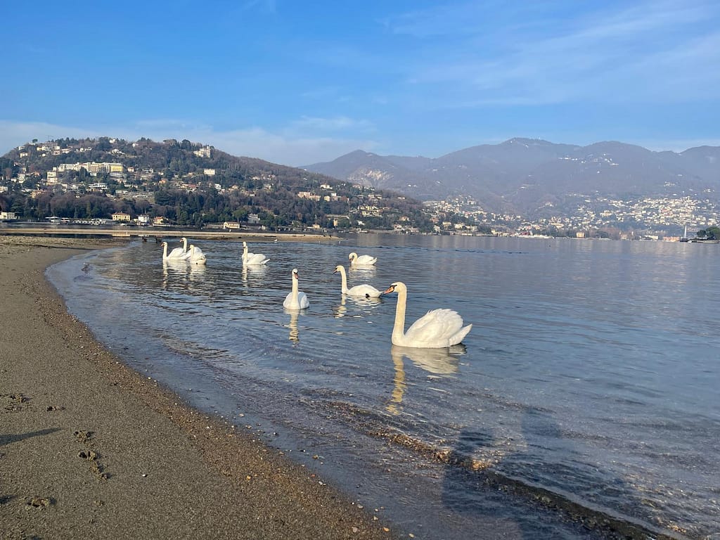 White swans swimming on the calm blue water of Lake Como in December with beautiful blue skies in the background.