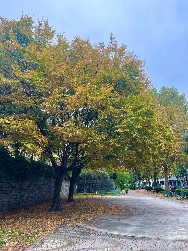 A tree with vibrant yellow autumn leaves in Como in October with golden sunlight.