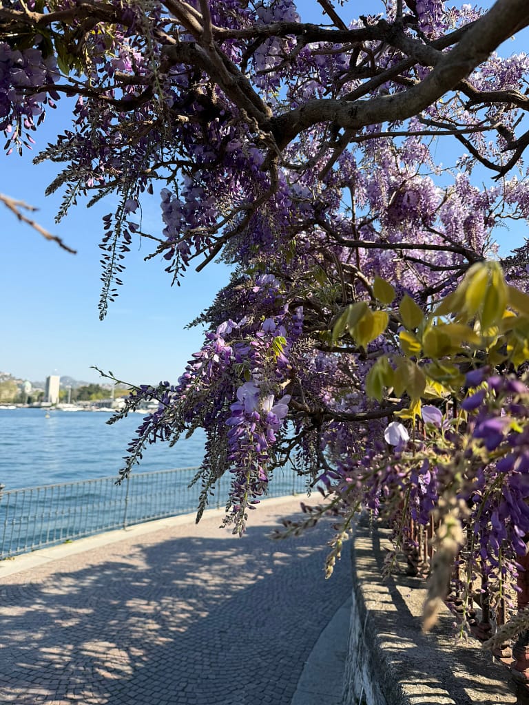 Close-up of vibrant purple wisteria flowers hanging over the wrought-iron railing of the Lake Como walking path in Como, Italy.