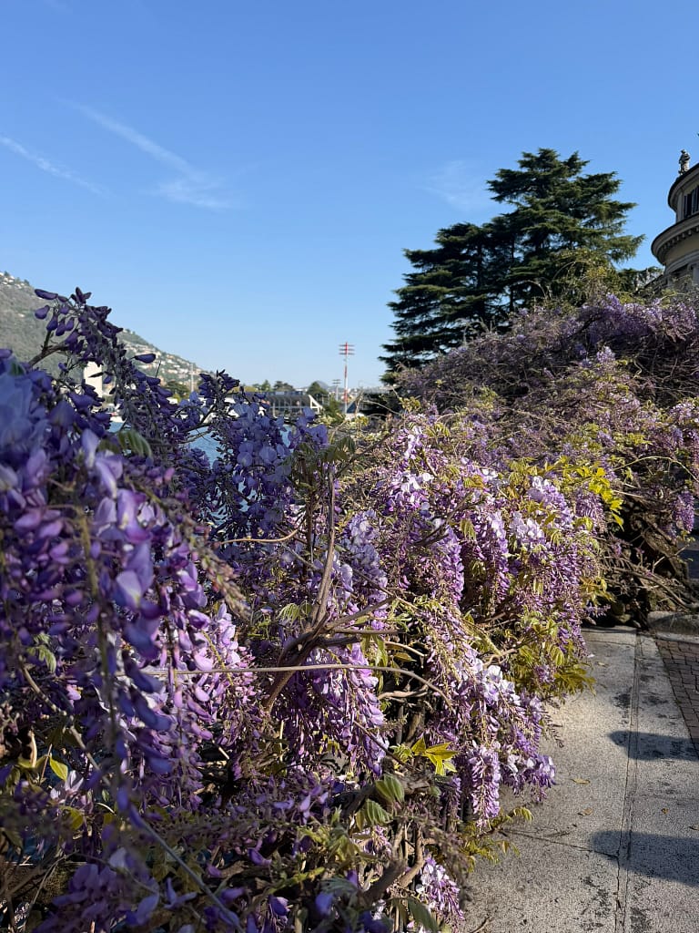 Lush purple wisteria creating a natural canopy over a lakeside promenade in Como city, Italy.