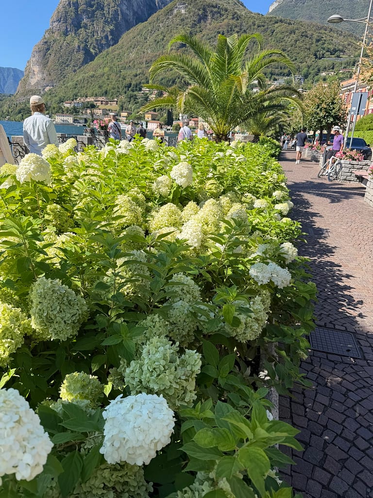 Colorful flowerbed decorating the Menaggio waterfront promenade on Lake Como