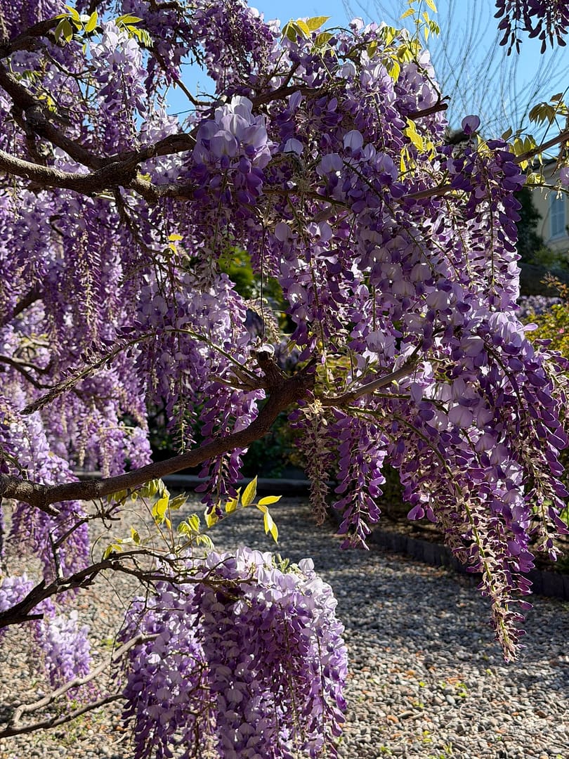 Wisteria Lake Como 2026: Where & When to See the Best Blooms