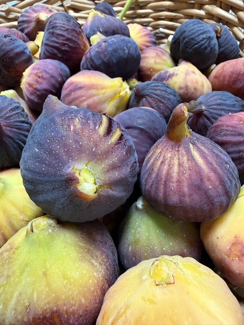 Freshly picked ripe figs, a Lake Como summer specialty