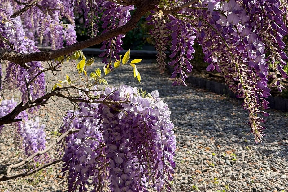 Detailed close-up shot of a massive cluster of wisteria blossoms in full purple bloom in Como.